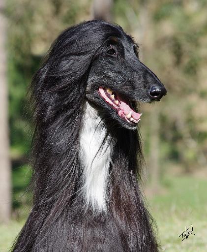Afghan Hound AA017D-101.JPG